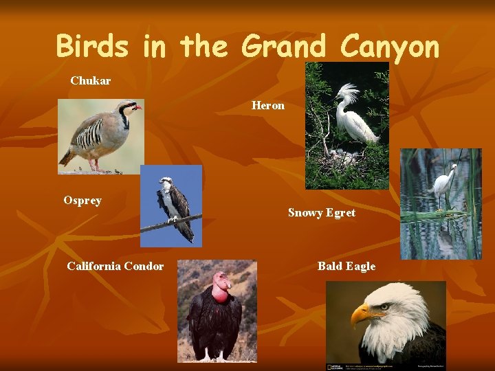 Birds in the Grand Canyon Chukar Heron Osprey California Condor Snowy Egret Bald Eagle