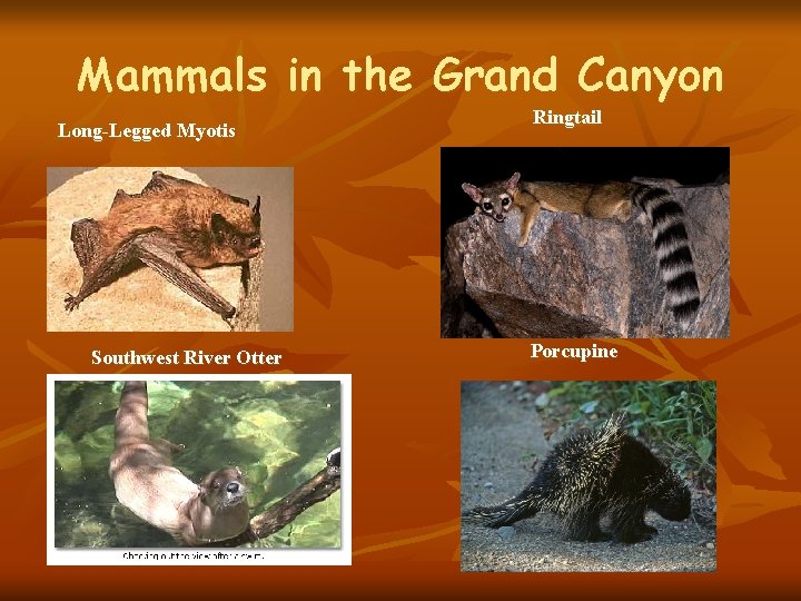 Mammals in the Grand Canyon Long-Legged Myotis Southwest River Otter Ringtail Porcupine 