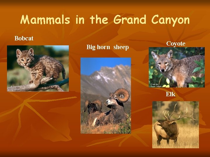 Mammals in the Grand Canyon Bobcat Big horn sheep Coyote Elk 