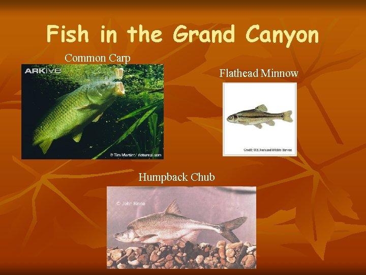 Fish in the Grand Canyon Common Carp Flathead Minnow Humpback Chub 