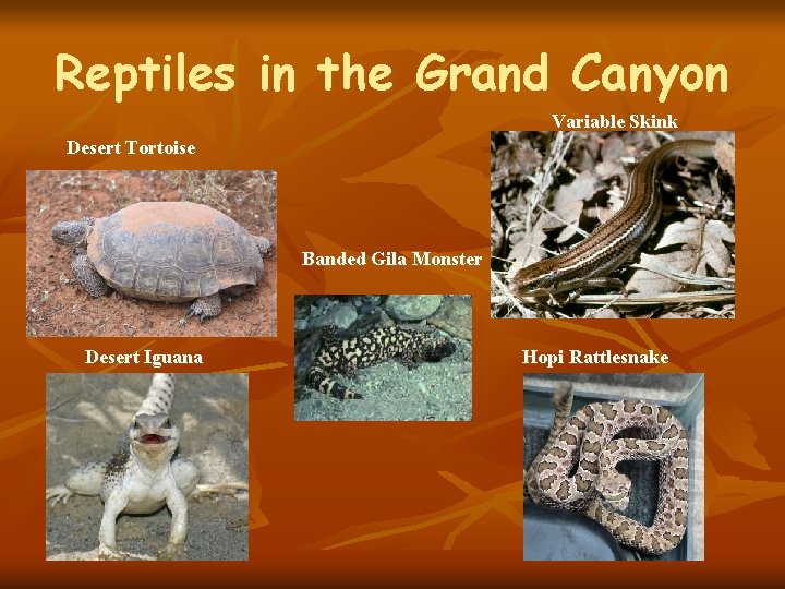 Reptiles in the Grand Canyon Variable Skink Desert Tortoise Banded Gila Monster Desert Iguana