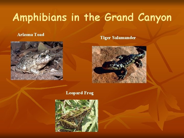 Amphibians in the Grand Canyon Arizona Toad Tiger Salamander Leopard Frog 