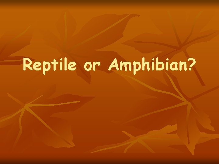 Reptile or Amphibian? 