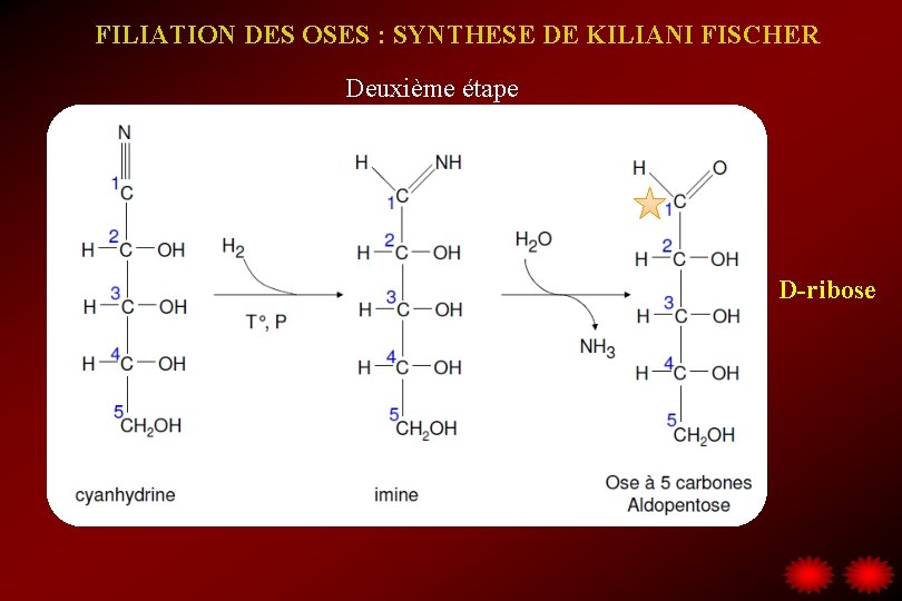 FILIATION DES OSES : SYNTHESE DE KILIANI FISCHER Deuxième étape D-ribose 