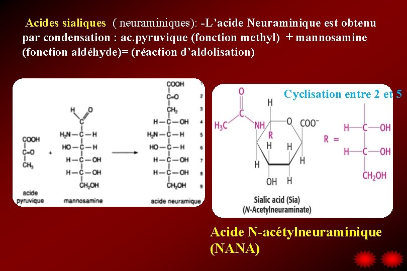 Acides sialiques ( neuraminiques): -L’acide Neuraminique est obtenu par condensation : ac. pyruvique (fonction