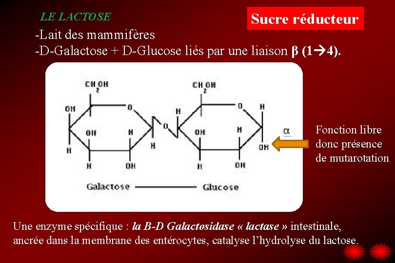 LE LACTOSE Sucre réducteur -Lait des mammifères -D-Galactose + D-Glucose liés par une liaison