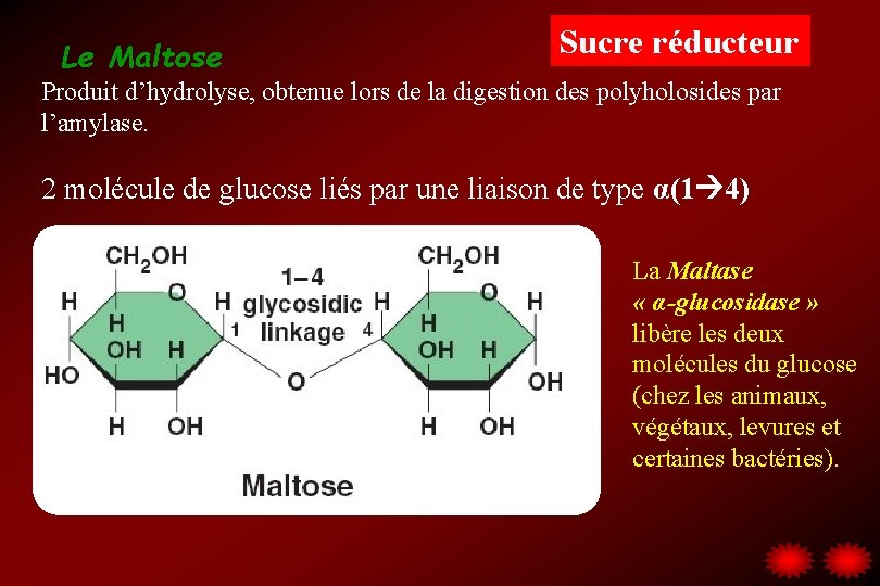 Le Maltose Sucre réducteur Produit d’hydrolyse, obtenue lors de la digestion des polyholosides par