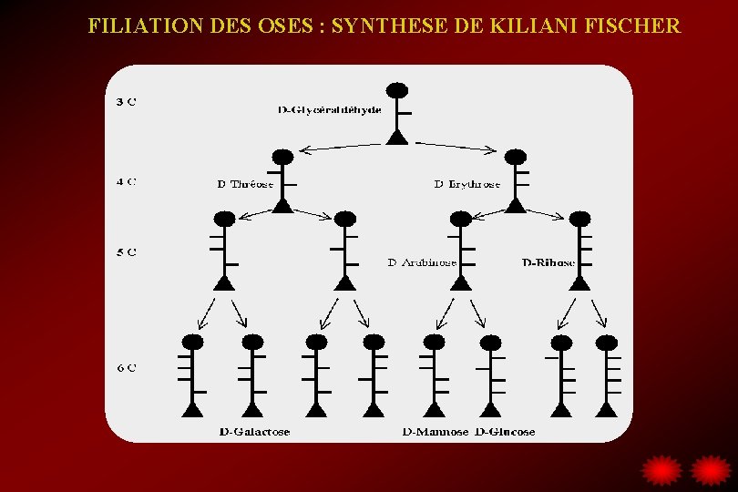 FILIATION DES OSES : SYNTHESE DE KILIANI FISCHER 