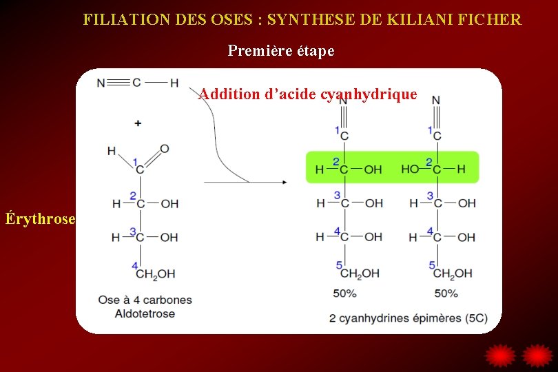 FILIATION DES OSES : SYNTHESE DE KILIANI FICHER Première étape Addition d’acide cyanhydrique Érythrose