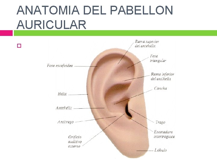 ANATOMIA DEL PABELLON AURICULAR 