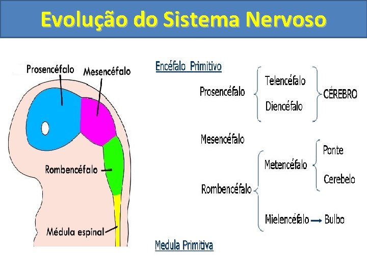 Evolução do Sistema Nervoso 