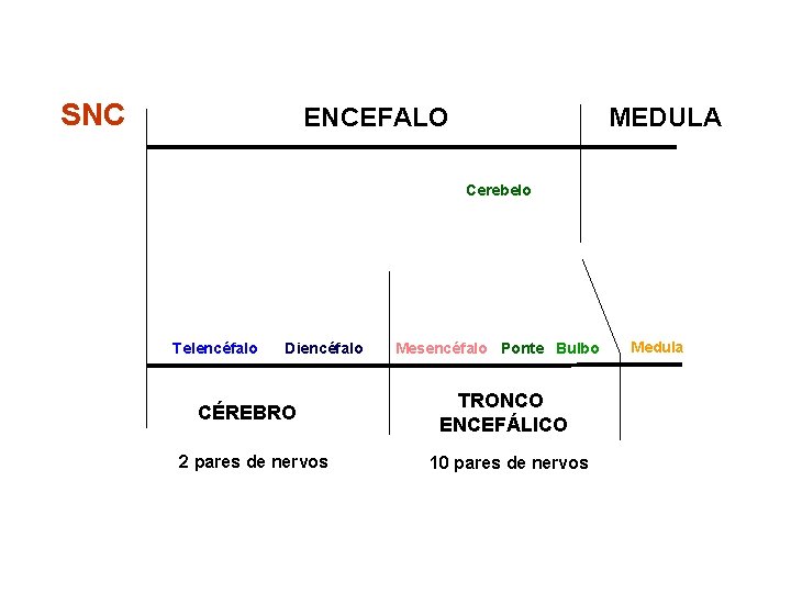 SNC ENCEFALO MEDULA Cerebelo Telencéfalo Diencéfalo CÉREBRO 2 pares de nervos Mesencéfalo Ponte Bulbo