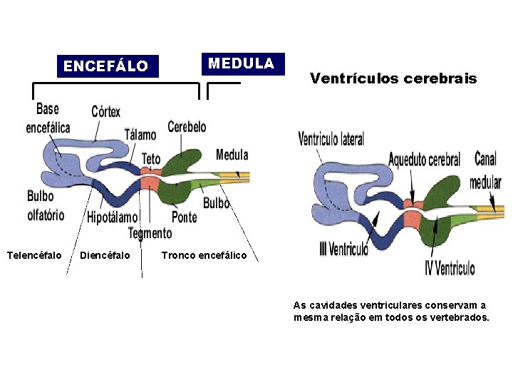 ENCEFÁLO Telencéfalo Diencéfalo MEDULA Ventrículos cerebrais Tronco encefálico As cavidades ventriculares conservam a mesma