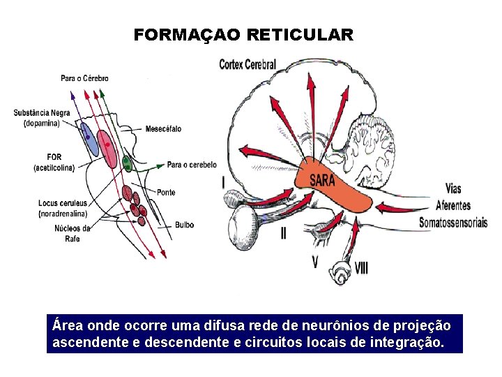 FORMAÇAO RETICULAR Área onde ocorre uma difusa rede de neurônios de projeção ascendente e