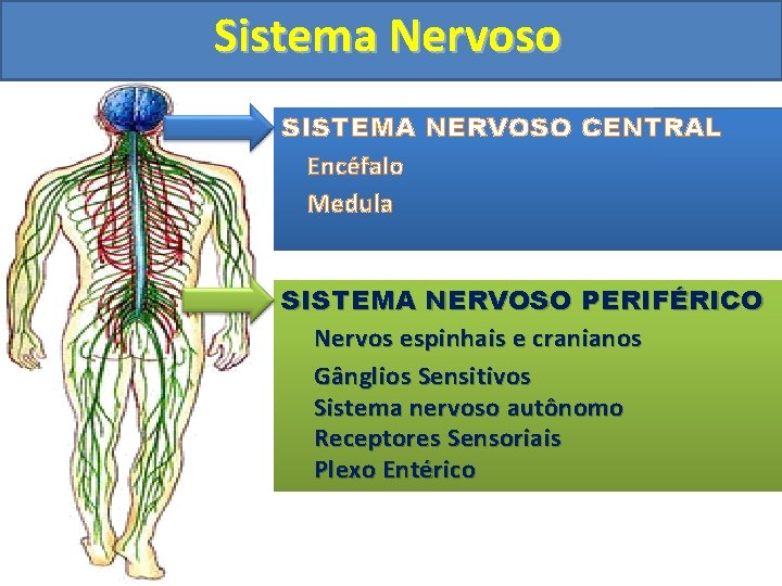 Sistema Nervoso SISTEMA NERVOSO CENTRAL Encéfalo Medula SISTEMA NERVOSO PERIFÉRICO Nervos espinhais e cranianos