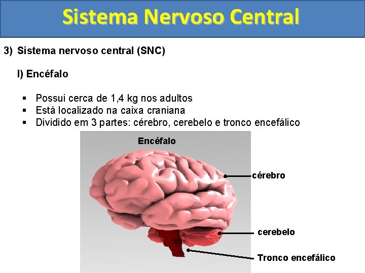 Sistema Nervoso Central 3) Sistema nervoso central (SNC) I) Encéfalo § Possui cerca de