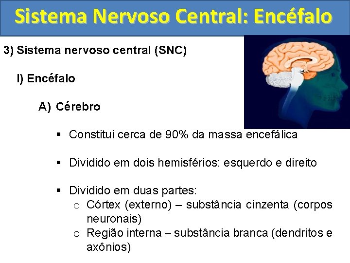 Sistema Nervoso Central: Encéfalo 3) Sistema nervoso central (SNC) I) Encéfalo A) Cérebro §