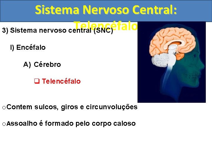 Sistema Nervoso Central: Telencéfalo 3) Sistema nervoso central (SNC) I) Encéfalo A) Cérebro q