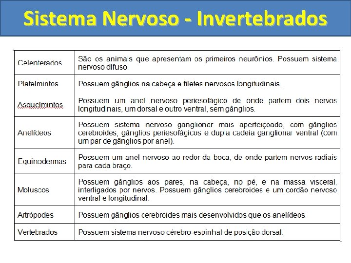 Sistema Nervoso - Invertebrados 