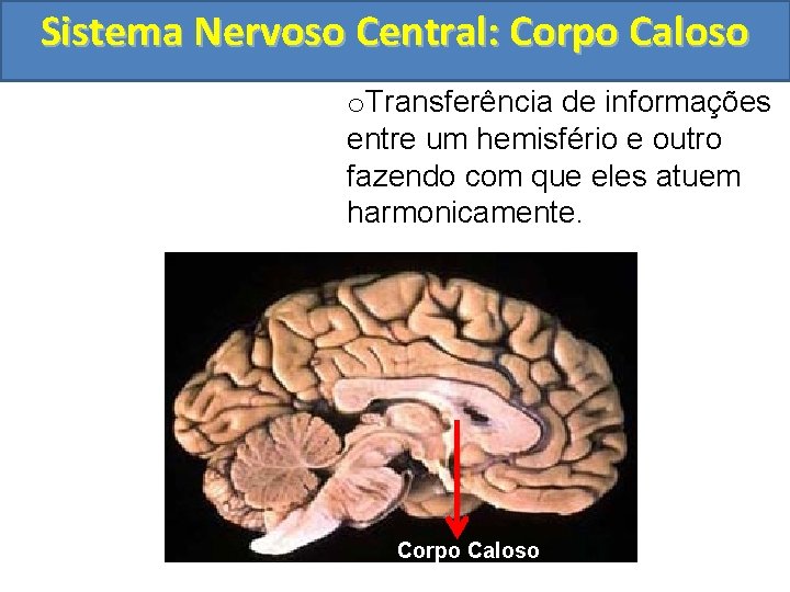 Sistema Nervoso Central: Corpo Caloso o. Transferência de informações entre um hemisfério e outro