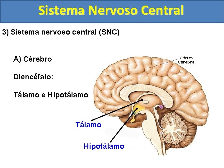Sistema Nervoso Central 3) Sistema nervoso central (SNC) A) Cérebro Diencéfalo: Tálamo e Hipotálamo