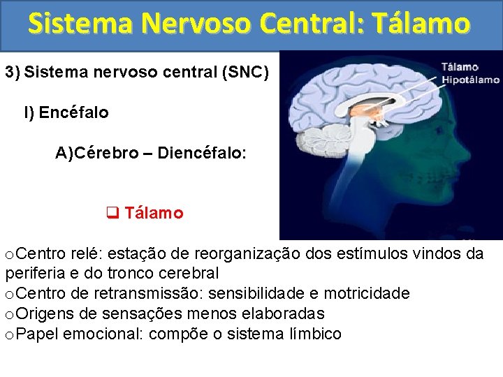 Sistema Nervoso Central: Tálamo 3) Sistema nervoso central (SNC) I) Encéfalo A) Cérebro –