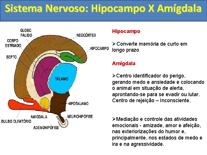 Sistema Nervoso: Hipocampo X Amígdala Hipocampo ØConverte memória de curto em longo prazo Amígdala