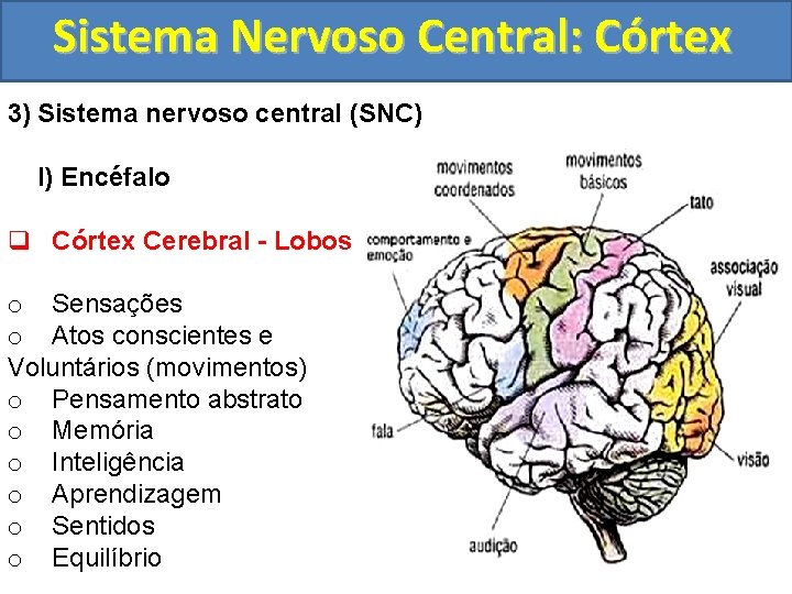 Sistema Nervoso Central: Córtex 3) Sistema nervoso central (SNC) I) Encéfalo q Córtex Cerebral