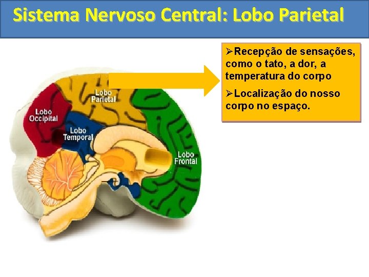 Sistema Nervoso Central: Lobo Parietal ØRecepção de sensações, como o tato, a dor, a