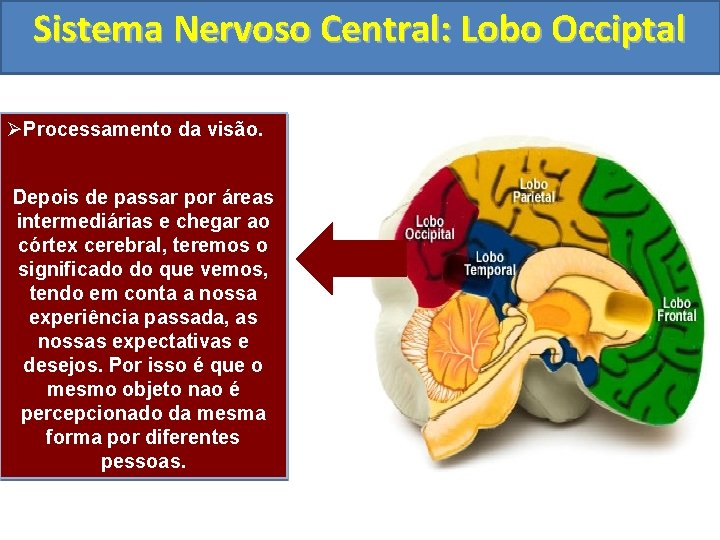 Sistema Nervoso Central: Lobo Occiptal ØProcessamento da visão. Depois de passar por áreas intermediárias