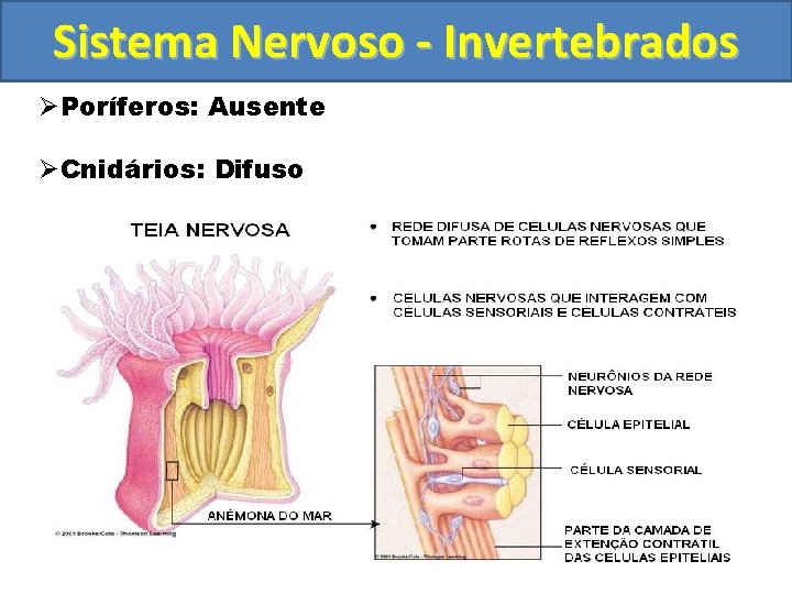 Sistema Nervoso - Invertebrados ØPoríferos: Ausente ØCnidários: Difuso 