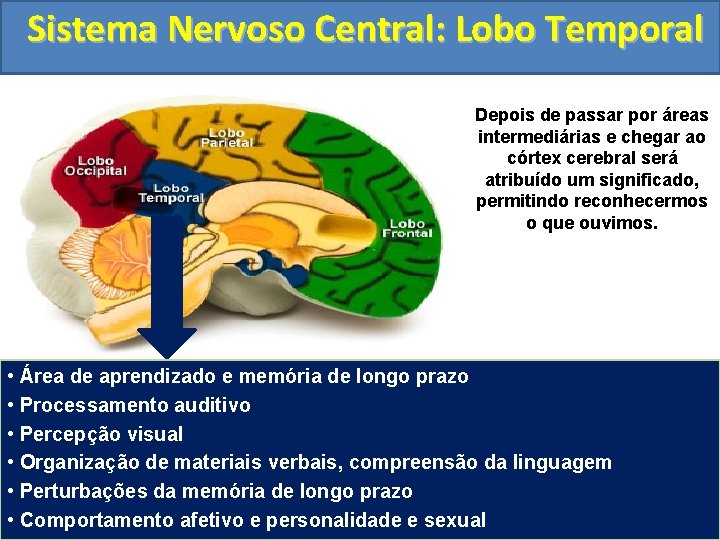 Sistema Nervoso Central: Lobo Temporal Depois de passar por áreas intermediárias e chegar ao