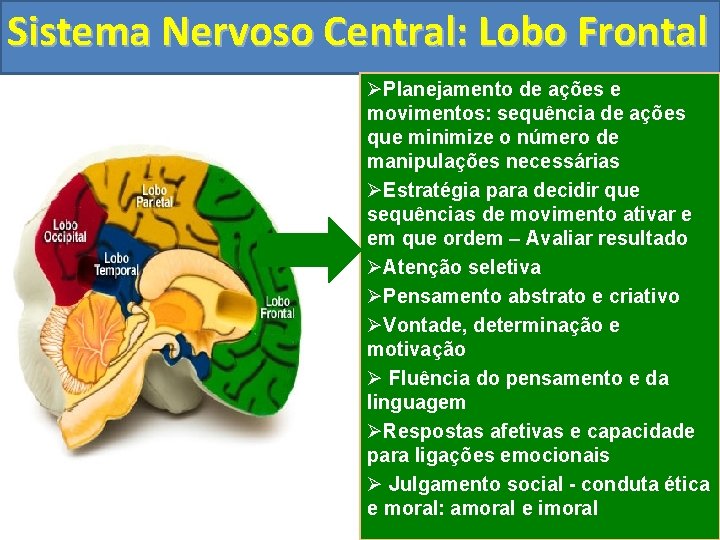 Sistema Nervoso Central: Lobo Frontal ØPlanejamento de ações e movimentos: sequência de ações que