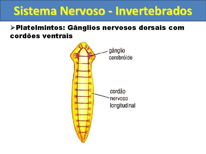 Sistema Nervoso - Invertebrados ØPlatelmintos: Gânglios nervosos dorsais com cordões ventrais 