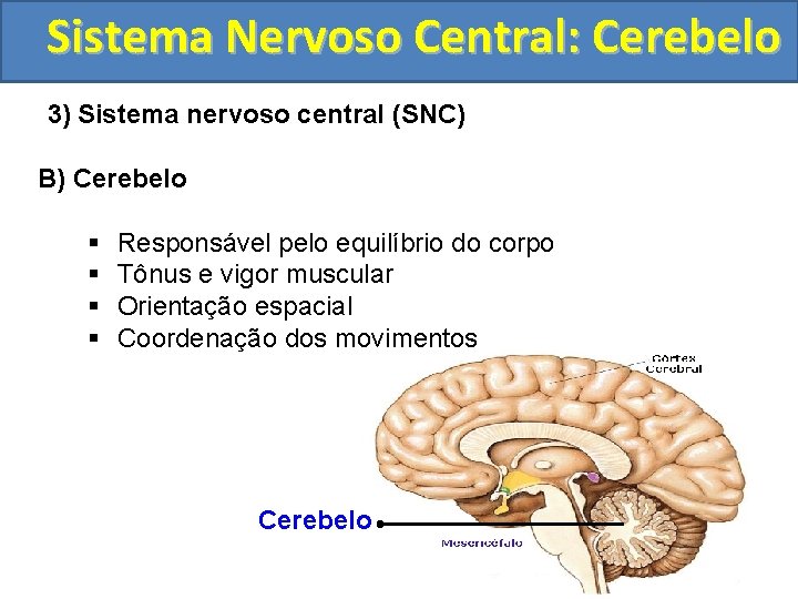Sistema Nervoso Central: Cerebelo 3) Sistema nervoso central (SNC) B) Cerebelo § § Responsável