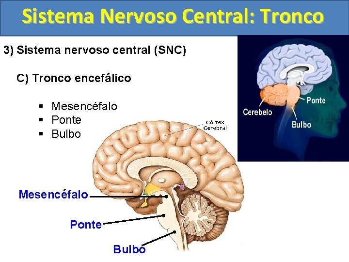 Sistema Nervoso Central: Tronco 3) Sistema nervoso central (SNC) C) Tronco encefálico § Mesencéfalo