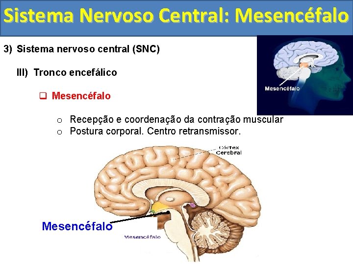 Sistema Nervoso Central: Mesencéfalo 3) Sistema nervoso central (SNC) III) Tronco encefálico q Mesencéfalo