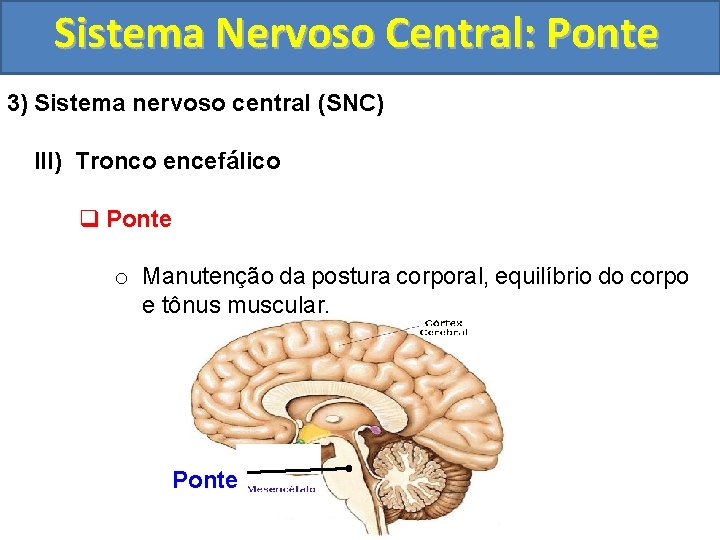 Sistema Nervoso Central: Ponte 3) Sistema nervoso central (SNC) III) Tronco encefálico q Ponte
