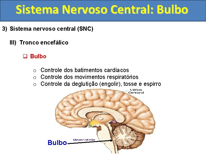 Sistema Nervoso Central: Bulbo 3) Sistema nervoso central (SNC) III) Tronco encefálico q Bulbo