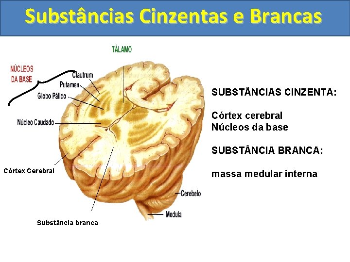 Substâncias Cinzentas e Brancas SUBST NCIAS CINZENTA: Córtex cerebral Núcleos da base SUBST NCIA