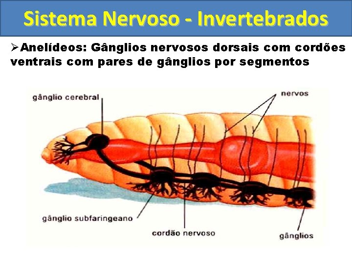 Sistema Nervoso - Invertebrados ØAnelídeos: Gânglios nervosos dorsais com cordões ventrais com pares de