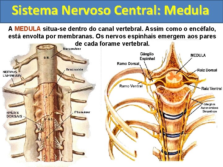 Sistema Nervoso Central: Medula A MEDULA situa-se dentro do canal vertebral. Assim como o