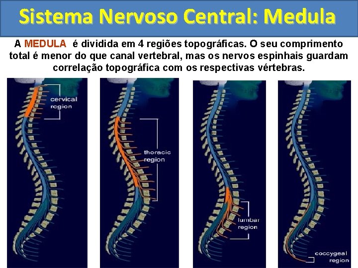 Sistema Nervoso Central: Medula A MEDULA é dividida em 4 regiões topográficas. O seu