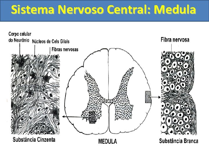 Sistema Nervoso Central: Medula 