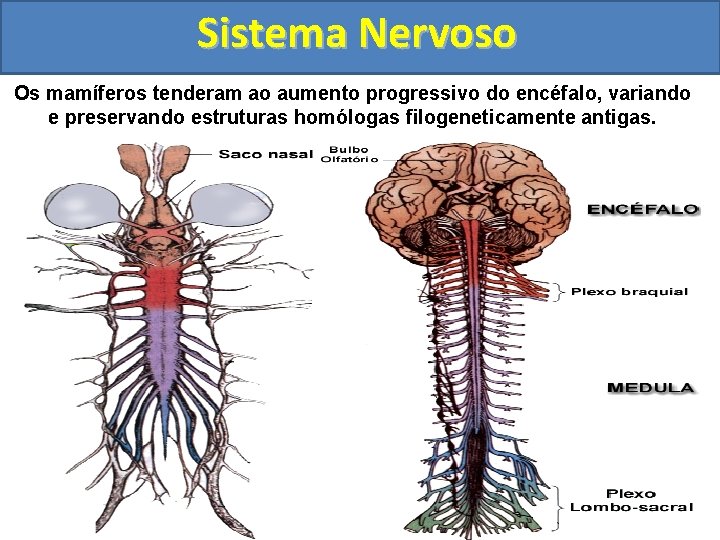 Sistema Nervoso Os mamíferos tenderam ao aumento progressivo do encéfalo, variando e preservando estruturas