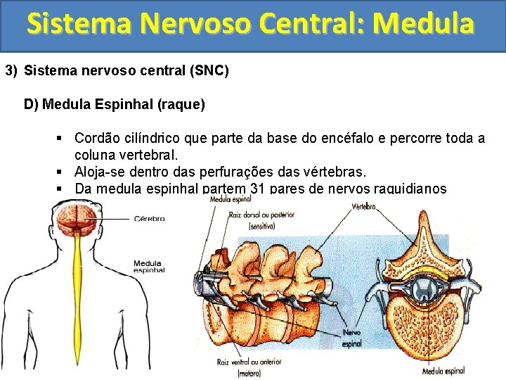 Sistema Nervoso Central: Medula 3) Sistema nervoso central (SNC) D) Medula Espinhal (raque) §