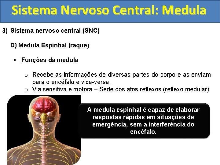 Sistema Nervoso Central: Medula 3) Sistema nervoso central (SNC) D) Medula Espinhal (raque) §