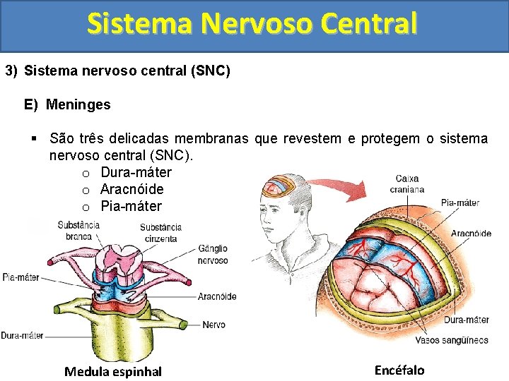 Sistema Nervoso Central 3) Sistema nervoso central (SNC) E) Meninges § São três delicadas