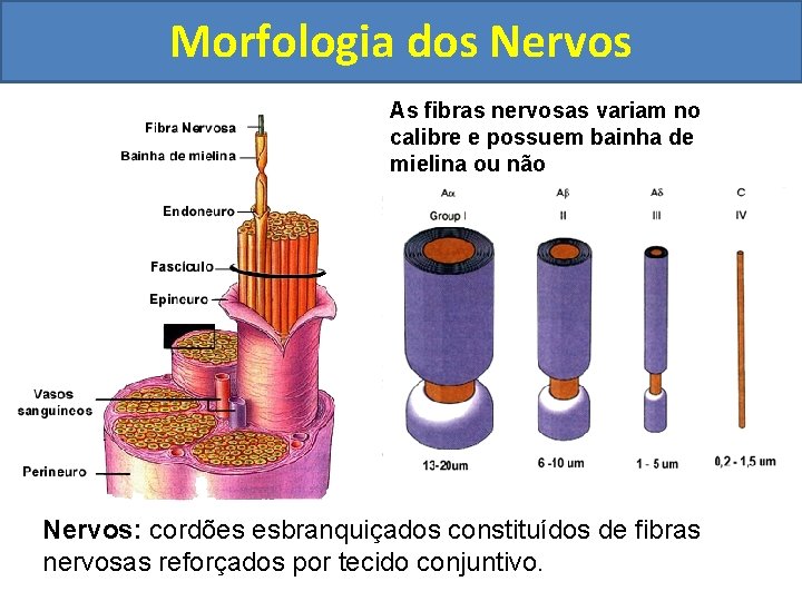 Morfologia dos Nervos As fibras nervosas variam no calibre e possuem bainha de mielina