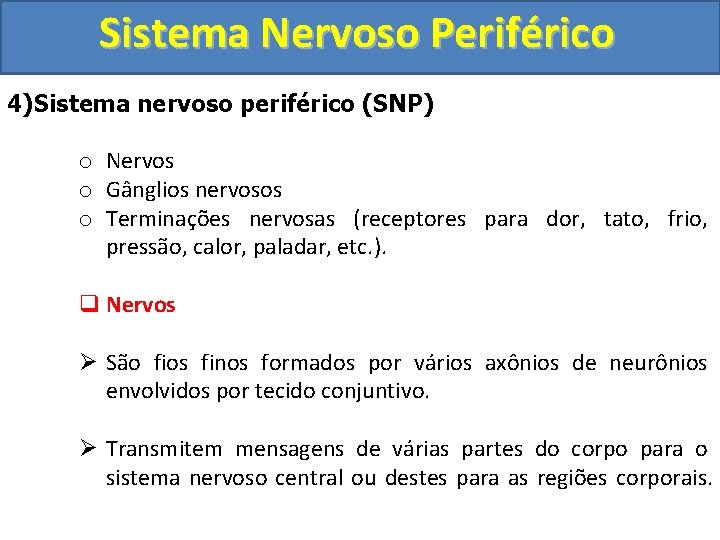 Sistema Nervoso Periférico 4)Sistema nervoso periférico (SNP) o Nervos o Gânglios nervosos o Terminações